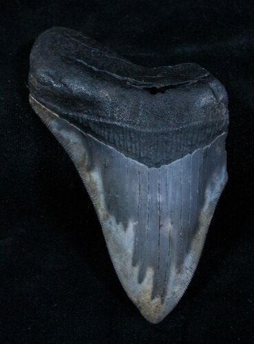 Bargain Megalodon Tooth - Sharp #3796
